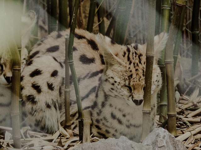 Free Animal Happyday photo and picture