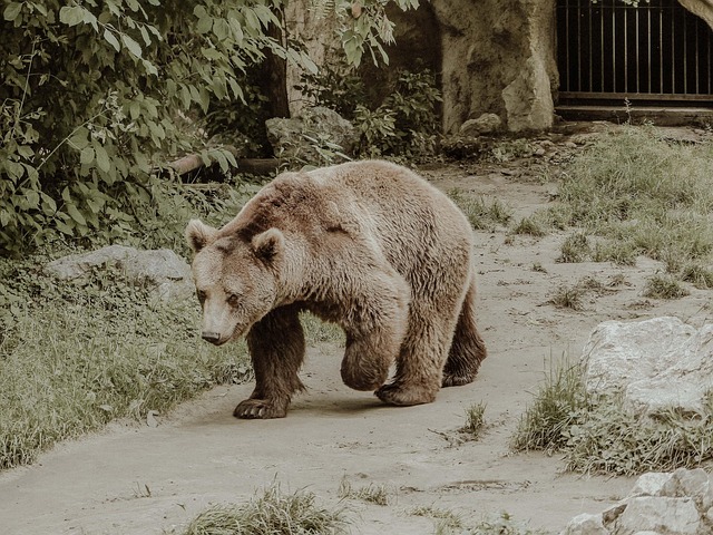 Free Bear Animal photo and picture