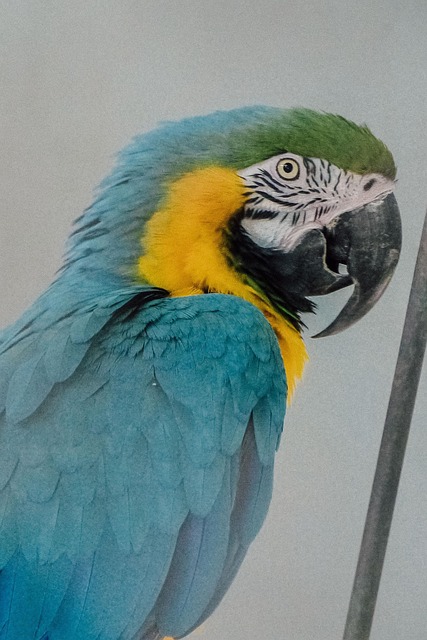 Free Parrot Blue photo and picture
