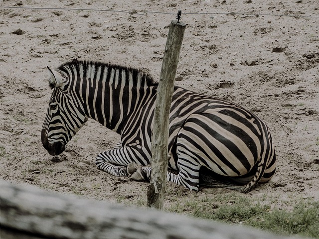 Free Zebra Animal photo and picture