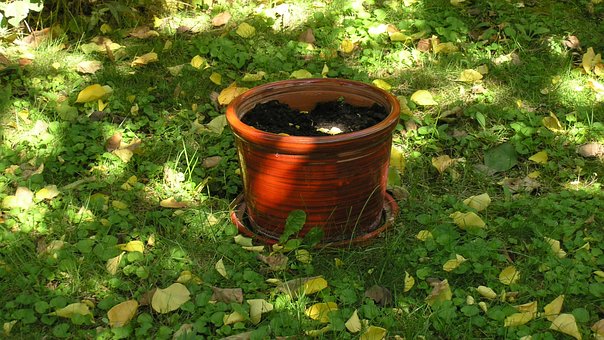 Free Green Plant photo and picture