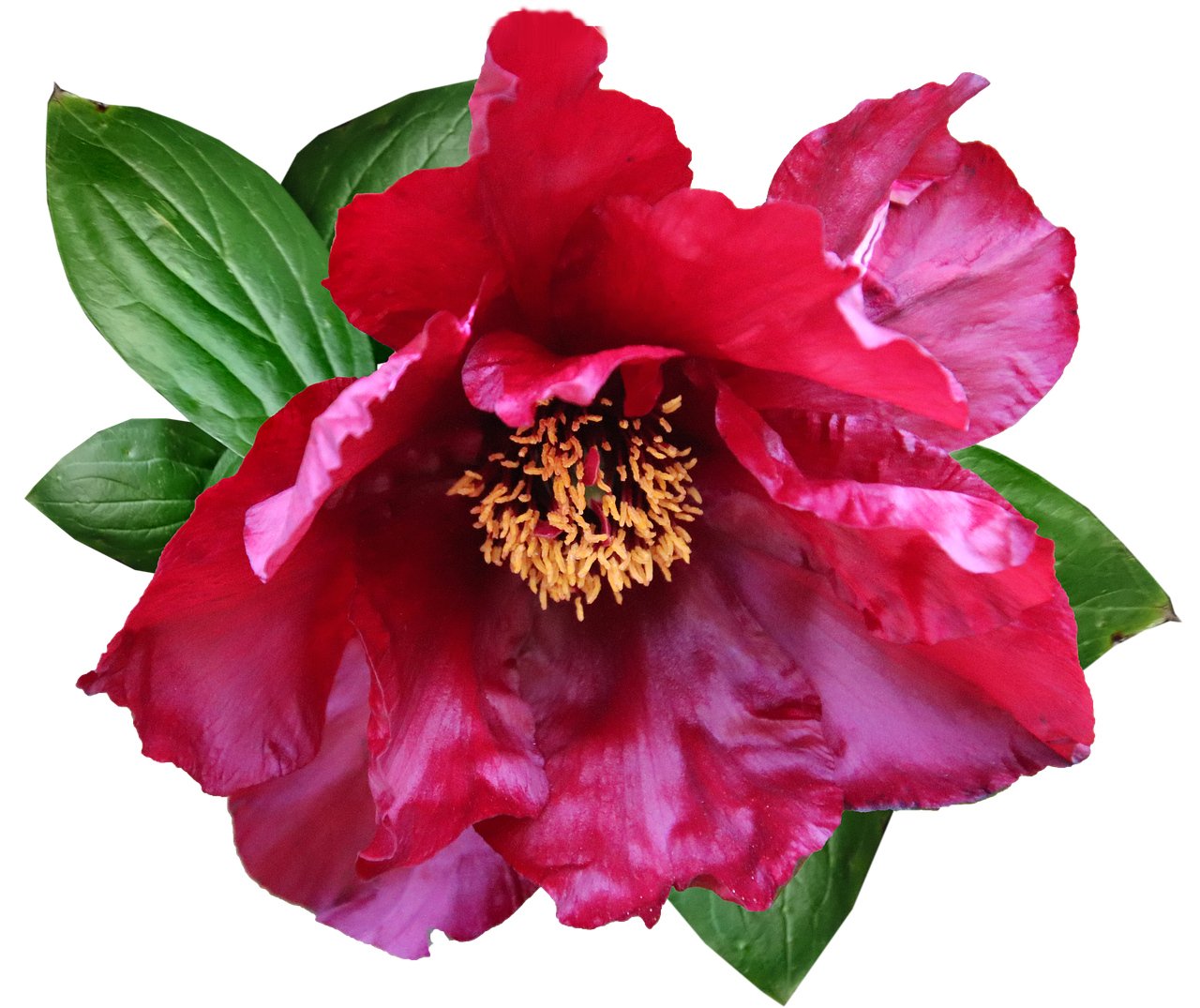 花 赤 牡丹 Pixabayの無料画像