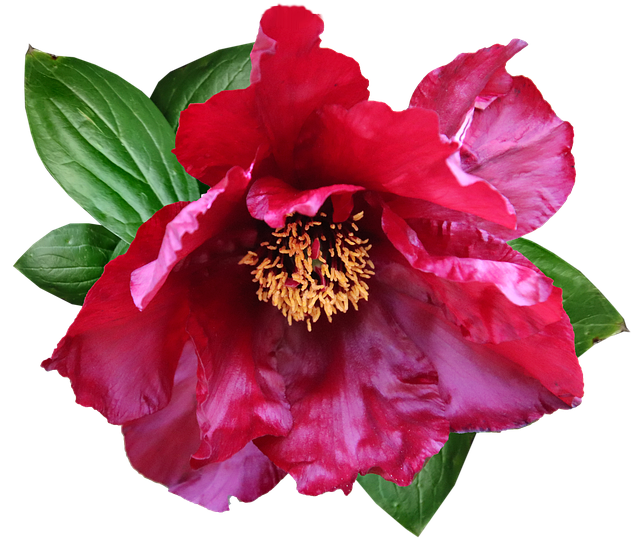 Free flower red peony illustration