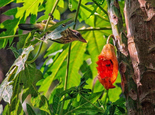 Free Bird Papaya photo and picture