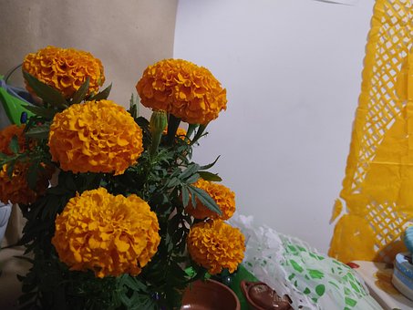 Free Dead Flower Cempasuchil Flower photo and picture