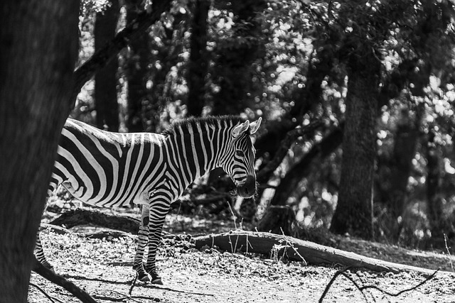 Zebra, Tier, Safari, Pferde, Säugetier