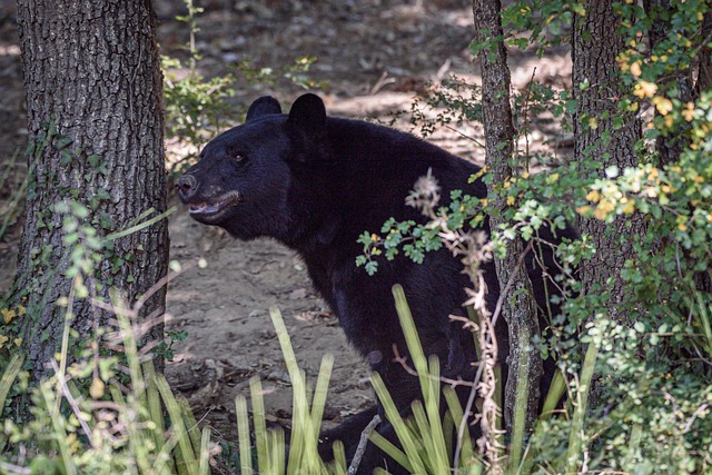 Bär, Grizly, Natur, Säugetiere, Wild