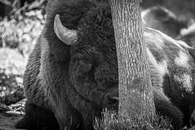 Bison, Tier, Safari, Säugetier