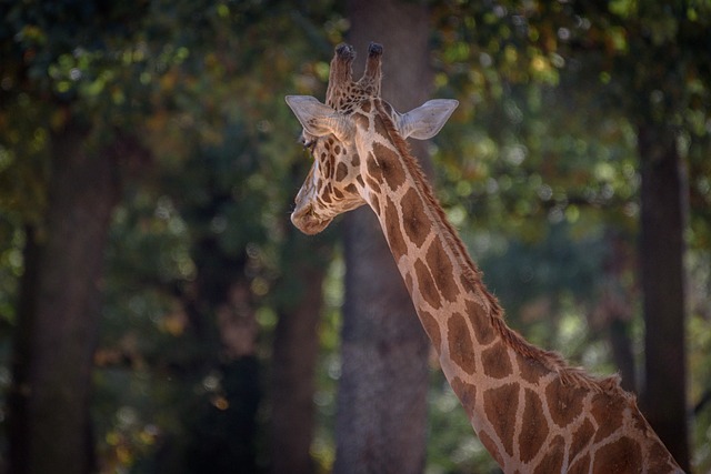 Giraffe, Tier, Safari, Säugetier