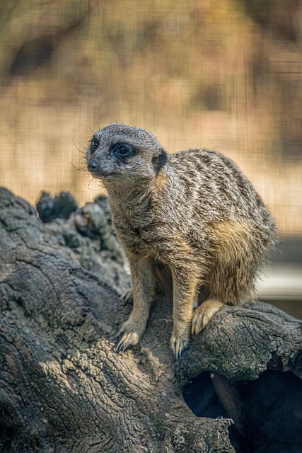 Erdmännchen, Tier, Natur, Säugetier