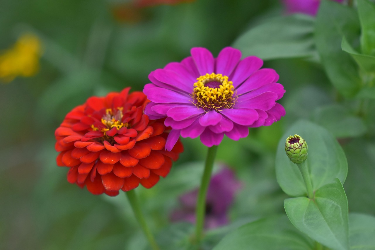 Flowers Bloom Plants Free photo on Pixabay Pixabay