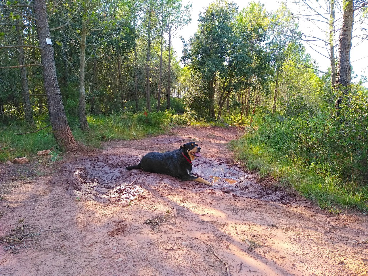 dog-walking-field-free-photo-on-pixabay-pixabay