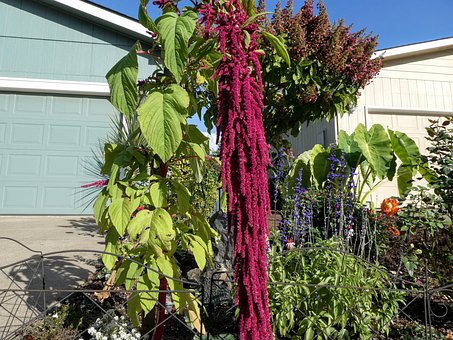Free Love Lies Bleeding Flower photo and picture