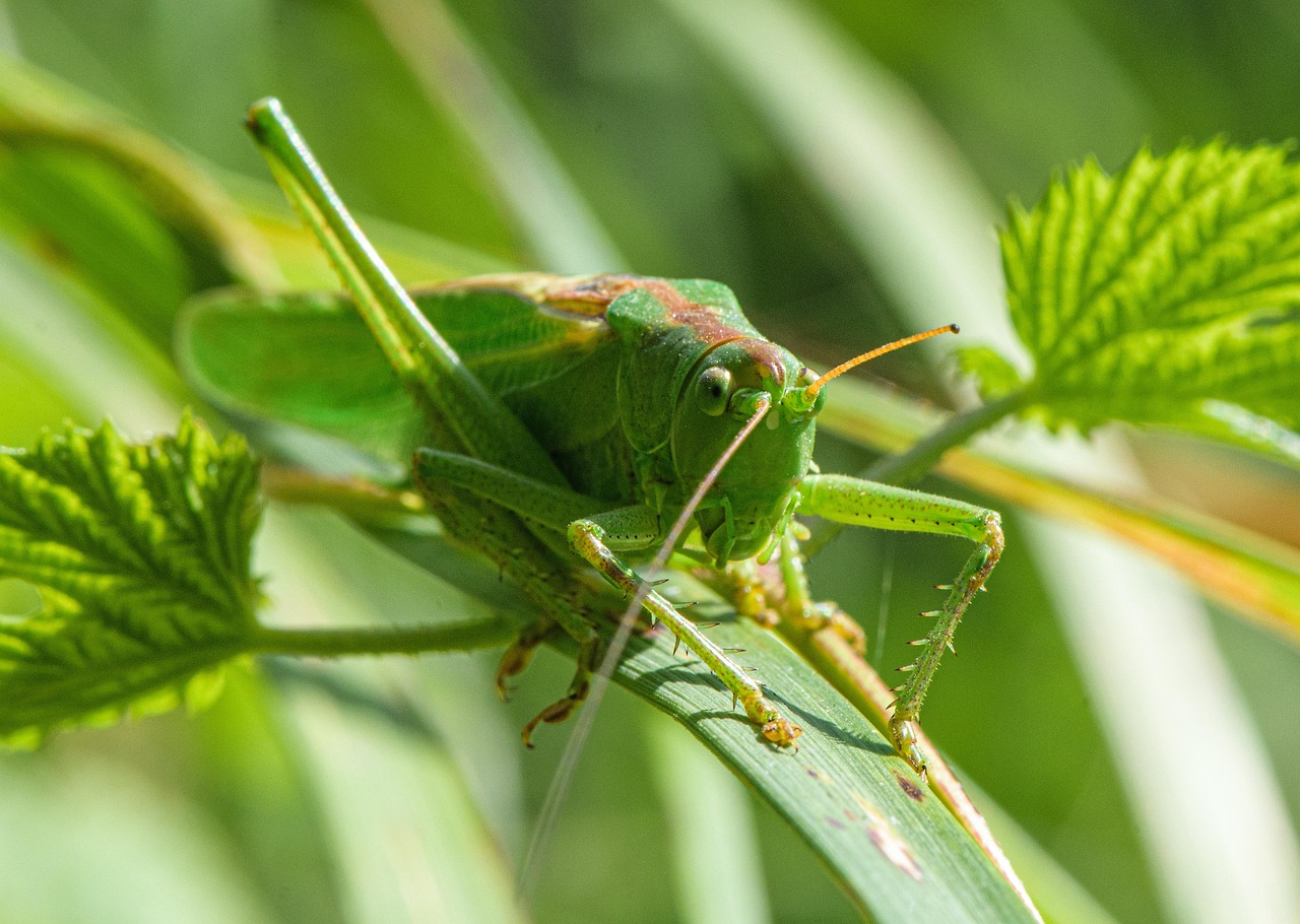 Relaxound Zwitscherbox Satellite Cricket Wood Krekels Hout Relaxound Zwitscherbox Satellite Cricket Wood Krekels Hout