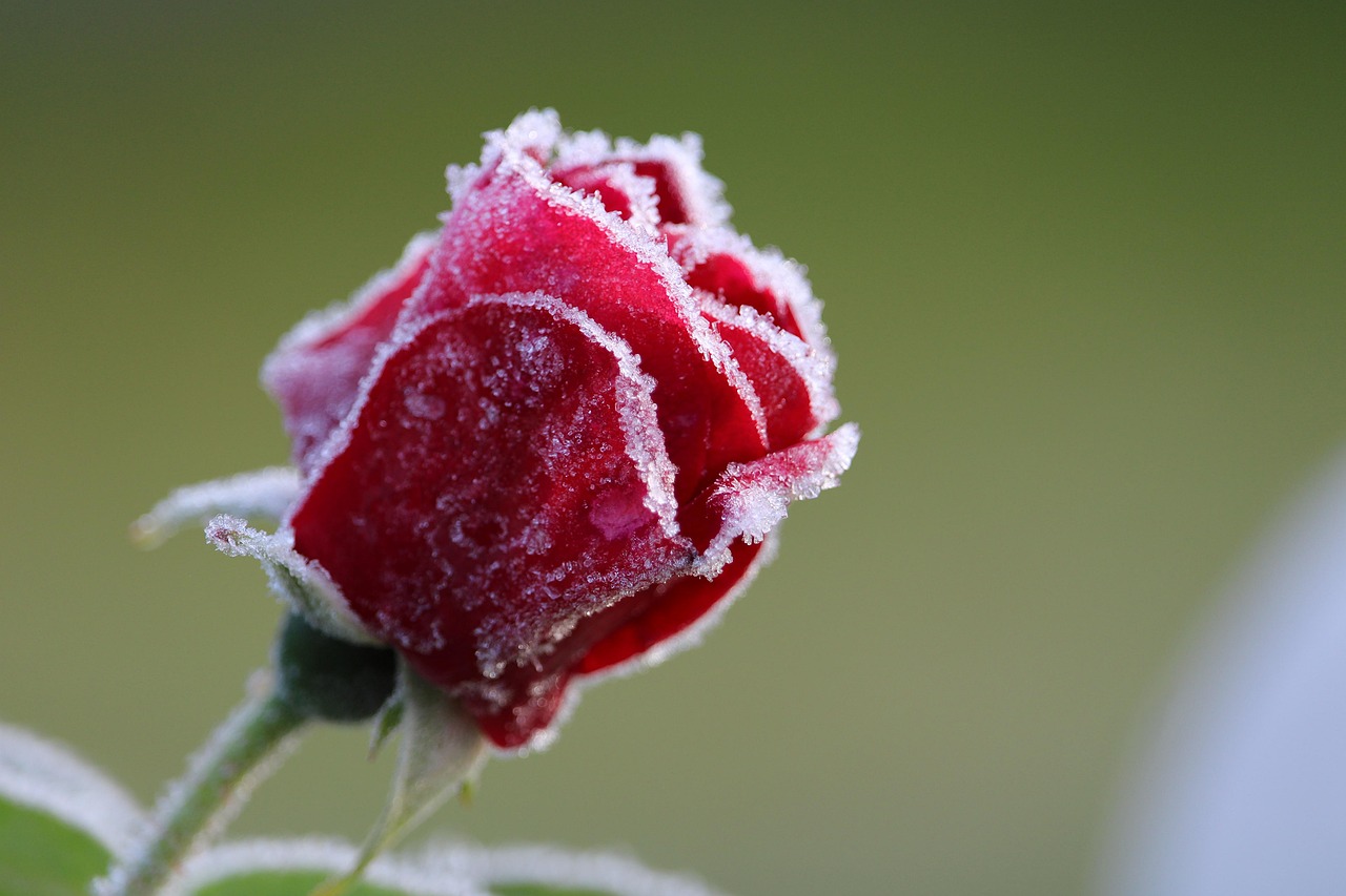 Frost Effect Roses Rose Flower Frost - Free photo on Pixabay