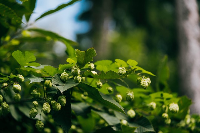 Free Hop Hops photo and picture