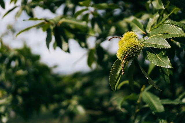 Free Sweet Chestnut Chestnut photo and picture
