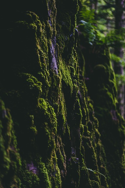 Free Moss Wall photo and picture