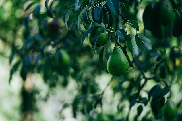 Free Pears Nature photo and picture