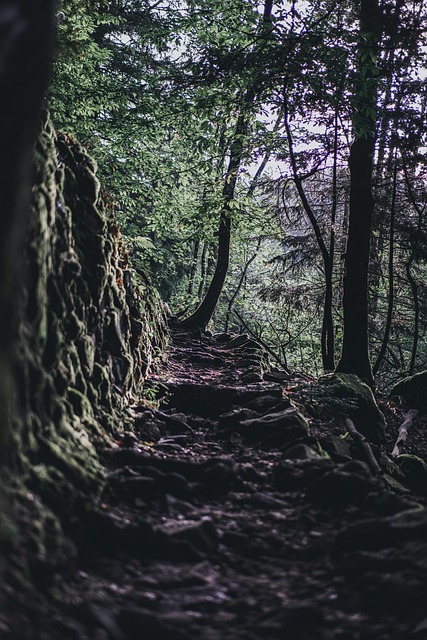 Free Trail Forest photo and picture