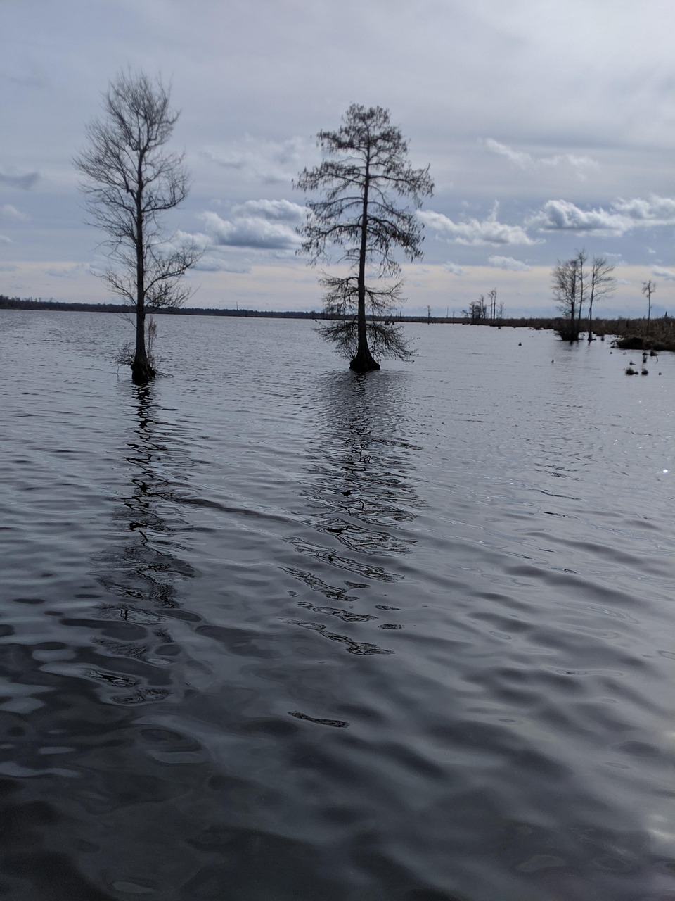 Lake Drummond Great Dismal Swamp Free photo on Pixabay Pixabay