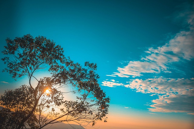 Baum, Abend, Sonnenuntergang, Natur