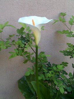 Bloem, Wit, De Lente, Plantkunde