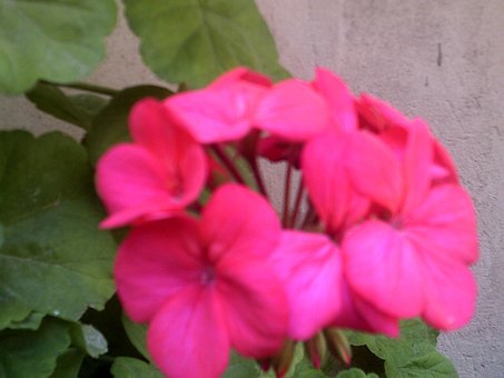 Bloemen, Roze, Roos, Kleurrijk, Tuin