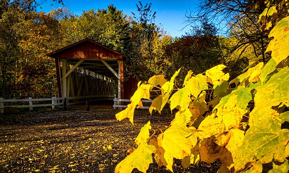 Free Leaves Fall photo and picture