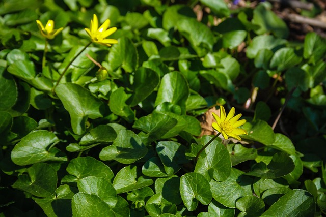 Free Flowers Leaves photo and picture