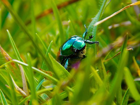 Free Beetle Scarab Beetle photo and picture