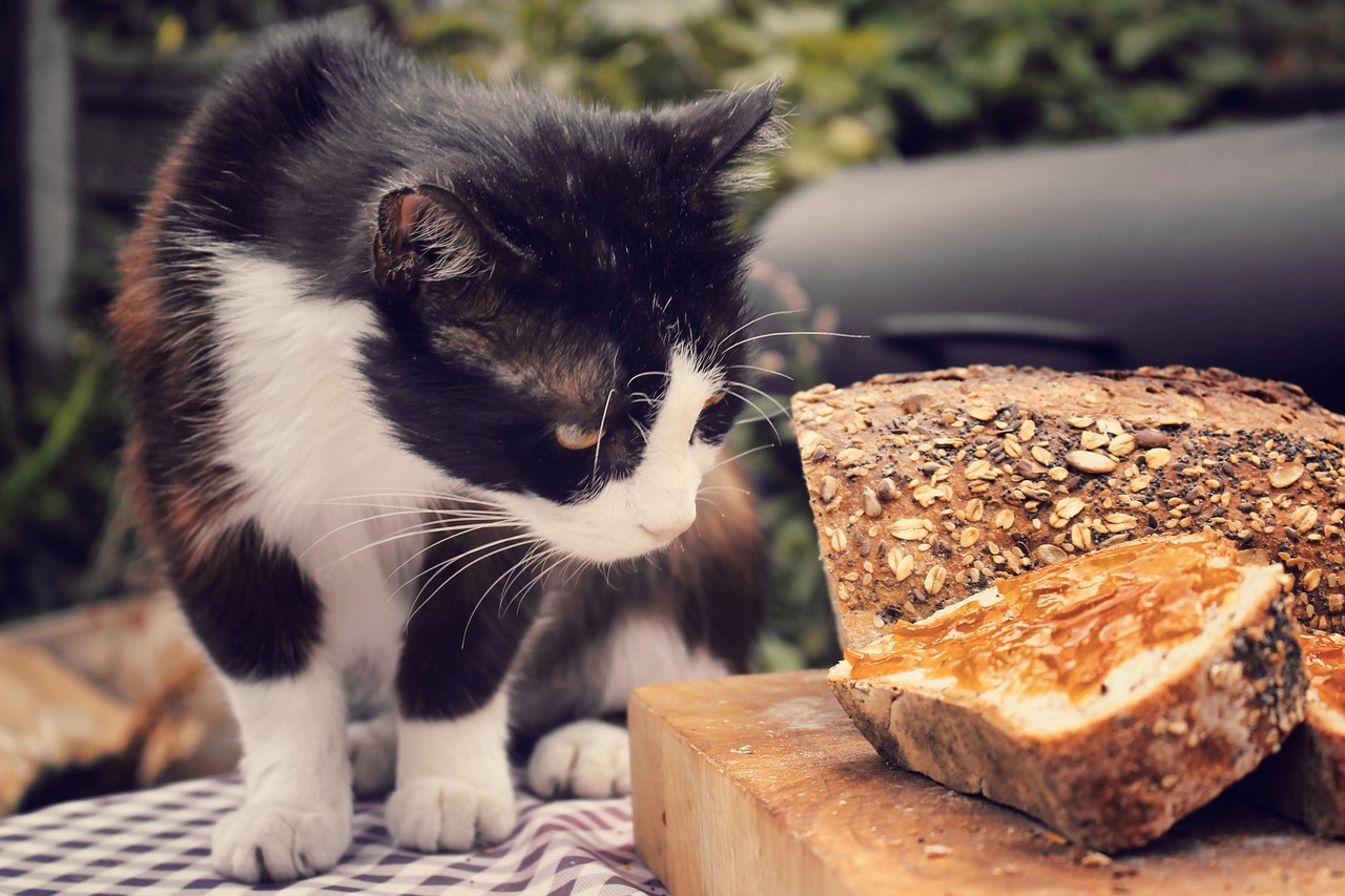 Kucing Sebagai Roti Kucing Roti Papan Kayu - Foto gratis di Pixabay - Pixabay