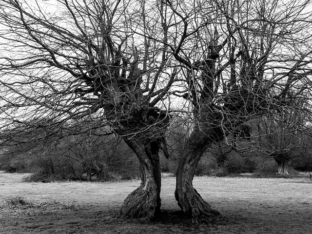 Free Tree Trees photo and picture