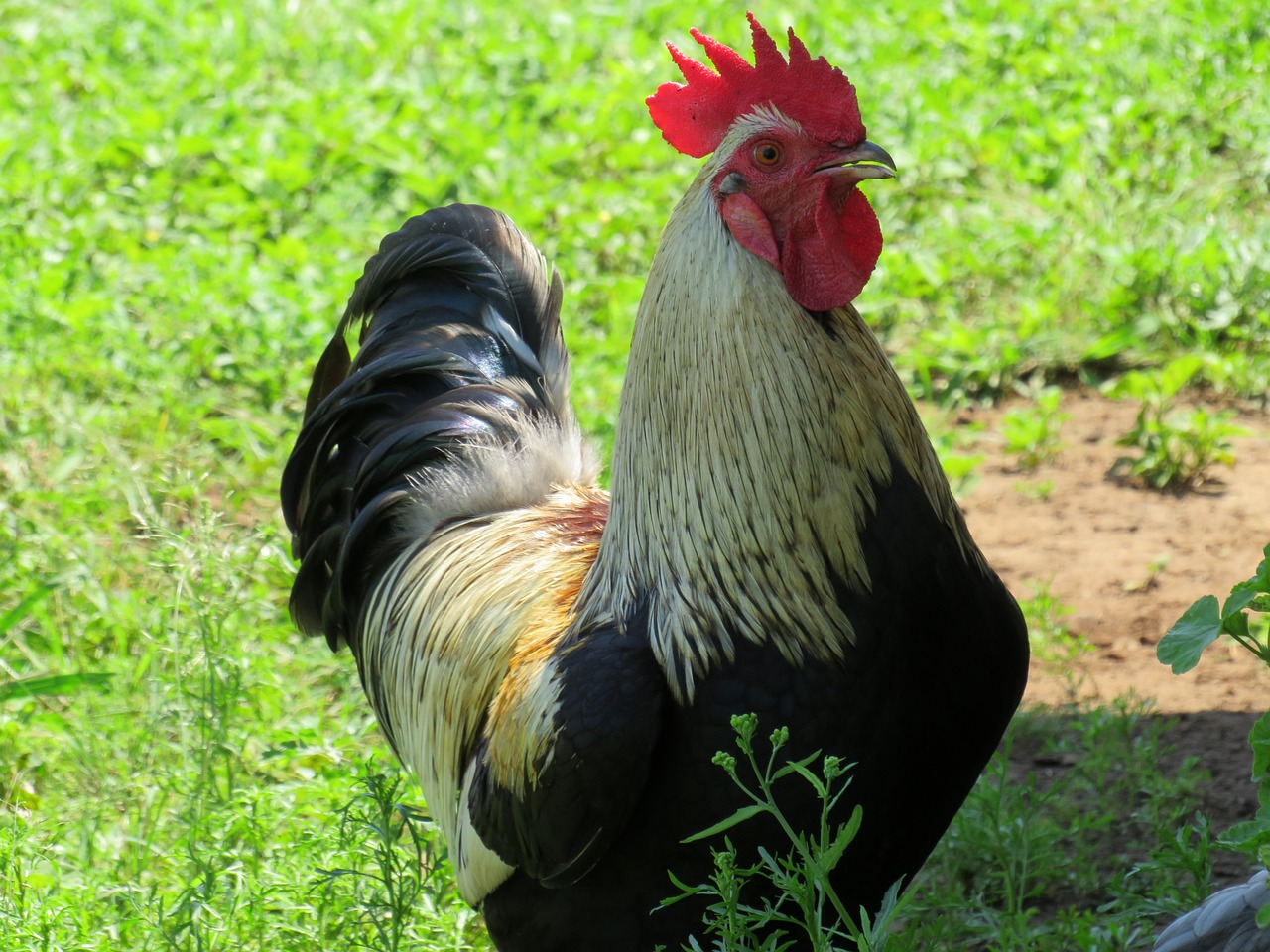 Hock Chicken Free photo on Pixabay