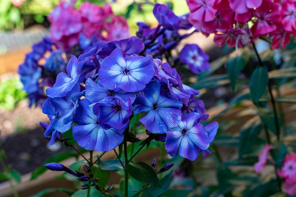 芝桜 花 花びら Pixabayの無料写真