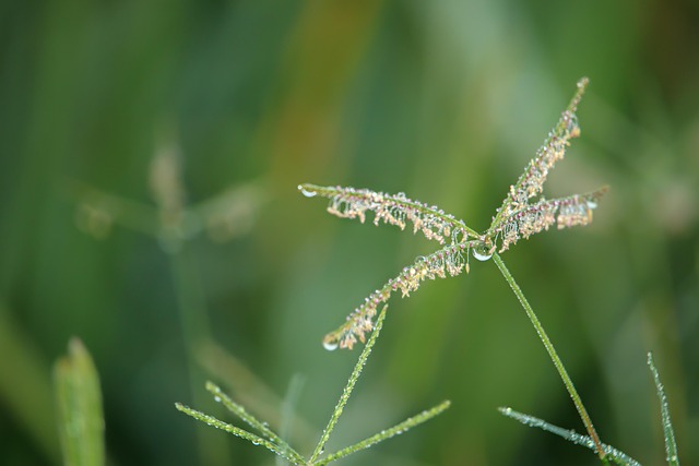 Dug, Dråber, Regn, Natur, Vand