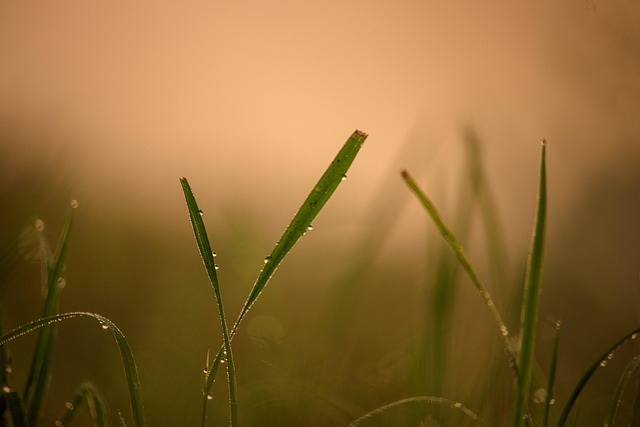 Solopgang, Græs, Natur, Sol, Hd Tapet