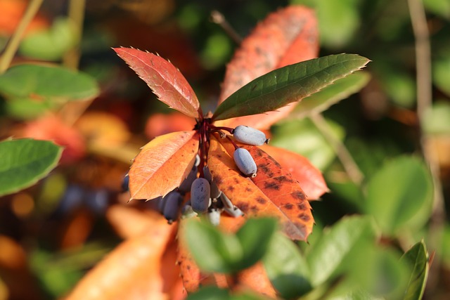 Free Berry Nature photo and picture