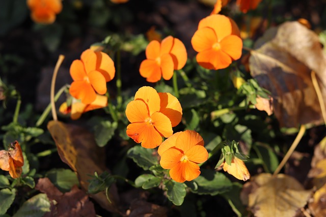Free Flower Yellow photo and picture