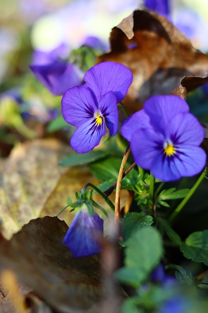 Free Flower Purple photo and picture