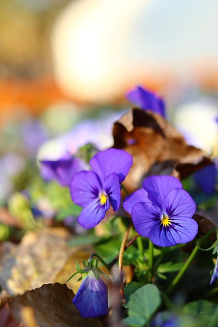 Free Flower Purple photo and picture
