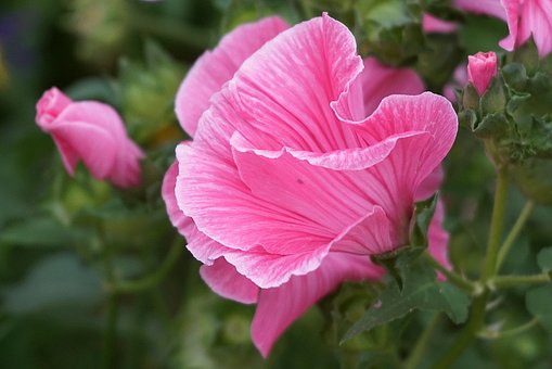 100以上の無料三つ葉 植物画像