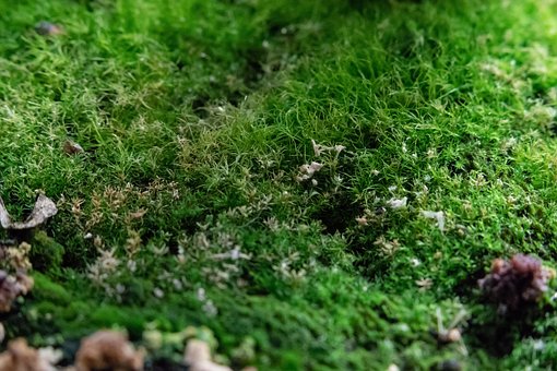 Líquen, Musgo, Natureza, Orgânico