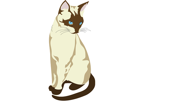 Kat, Kæledyr, Dyr, Huskat, Natur, Feline