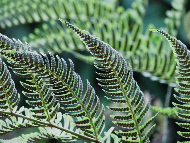 Free Fern Plant photo and picture