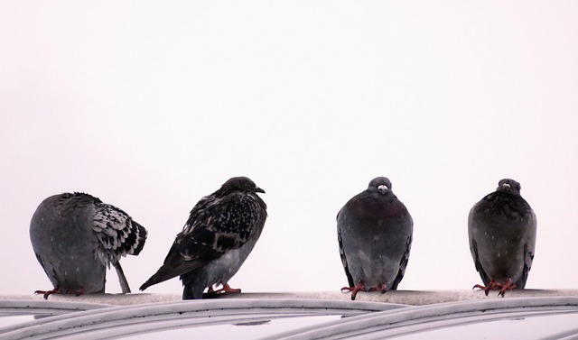 Free Pigeons Dove photo and picture