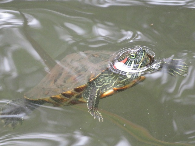 Free Terrapin Turtle photo and picture