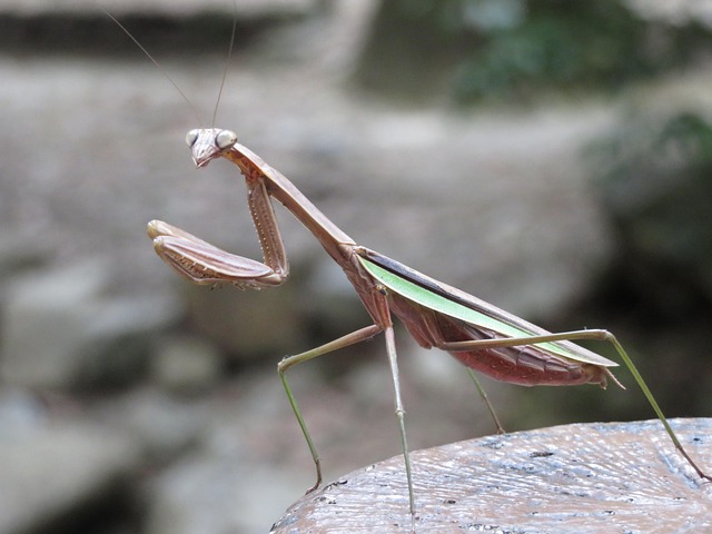 Free Mantis Praying Mantis photo and picture