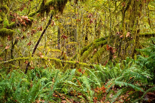 Hoh-Regenwald, Wald, Moos, Washington