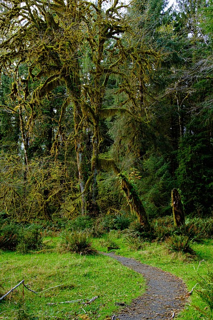 Hoh-Regenwald, Wald, Moos, Washington